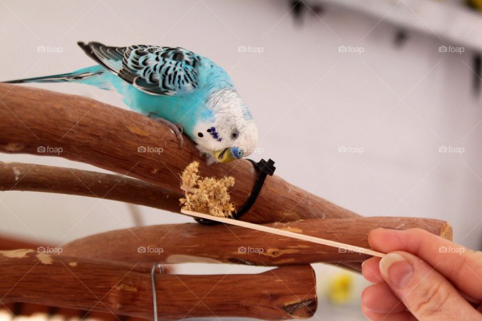 Feeding blue parakeet