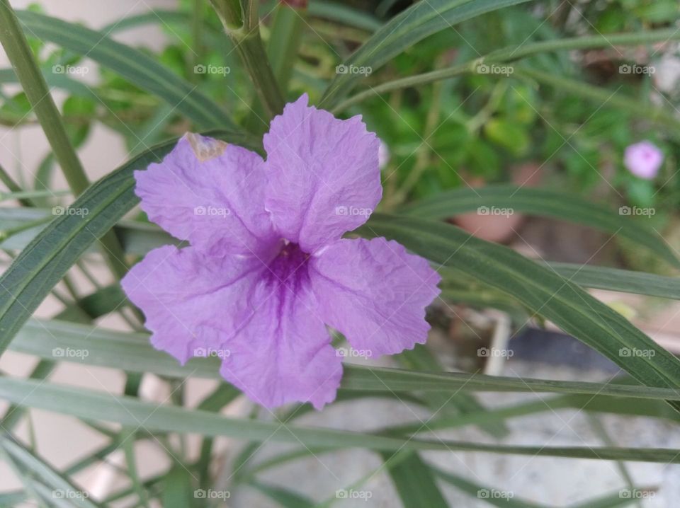 petunia purple flower seasonal fresh shurb small size looks very beautiful generally found everywhere