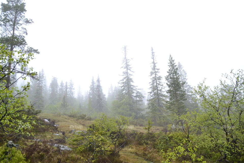 Foggy morning in the forest