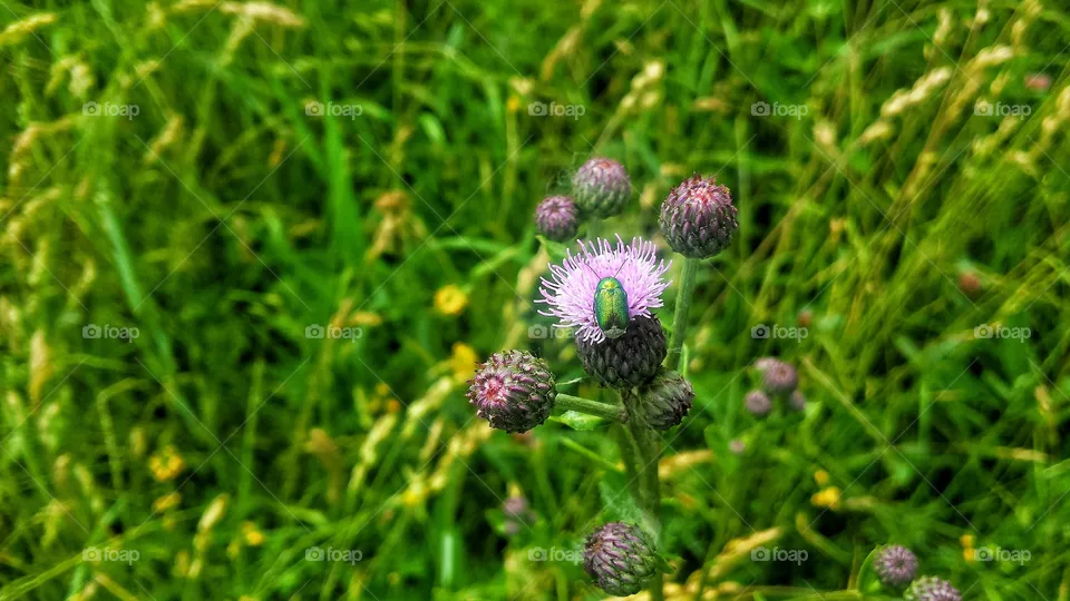 Flower