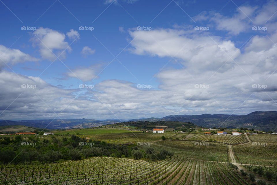 Douro vineyard. The beautiful expanse of a port wine vineyard in Portugal's Douro Valley.