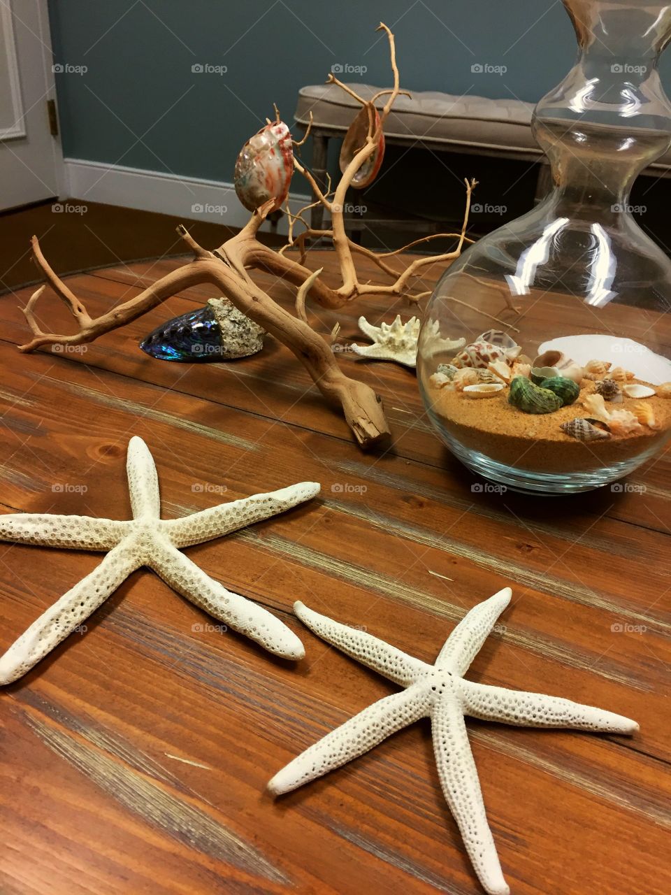 Seashells and Serenity 