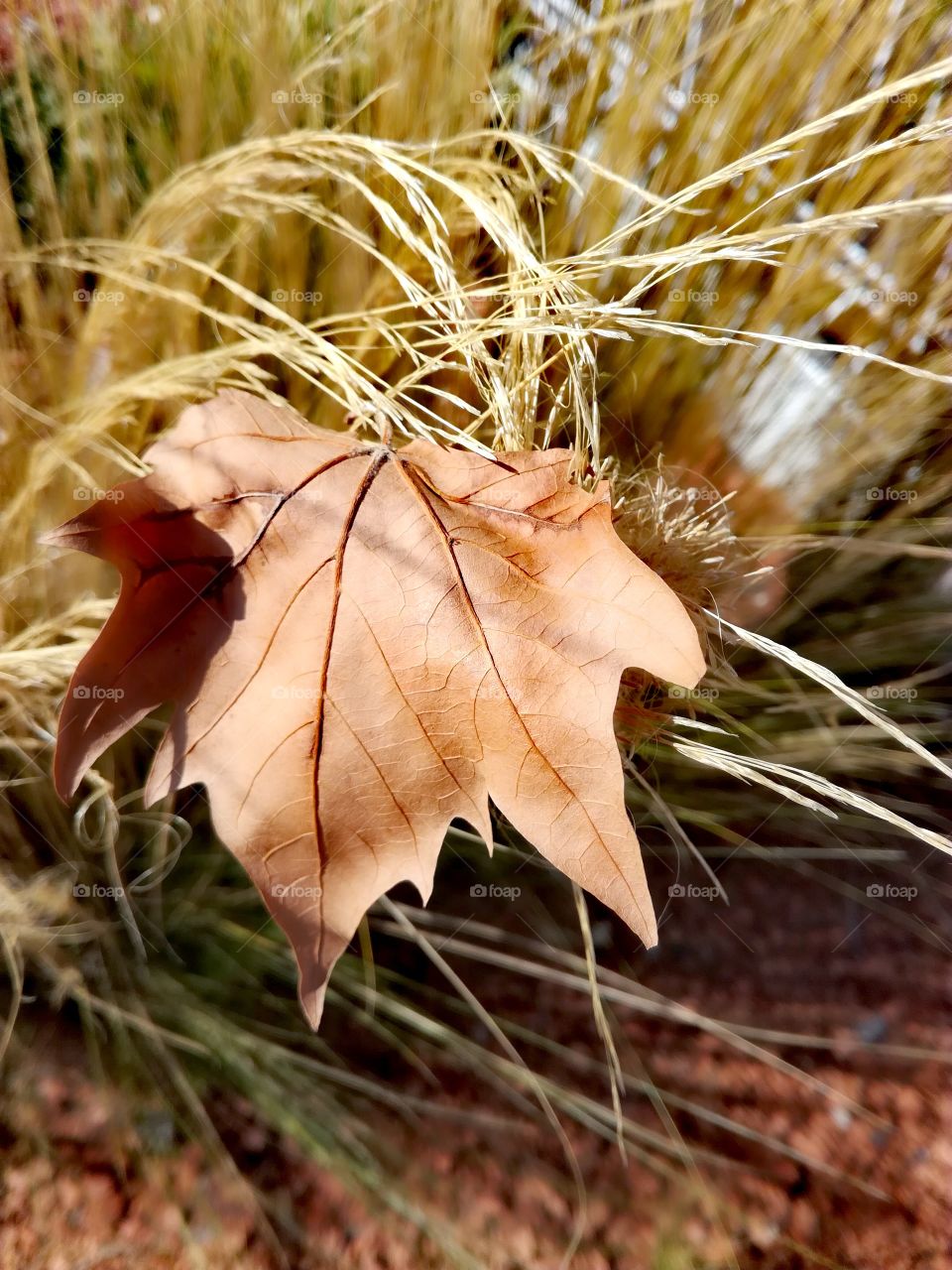 automne, automn, feuille, leaf