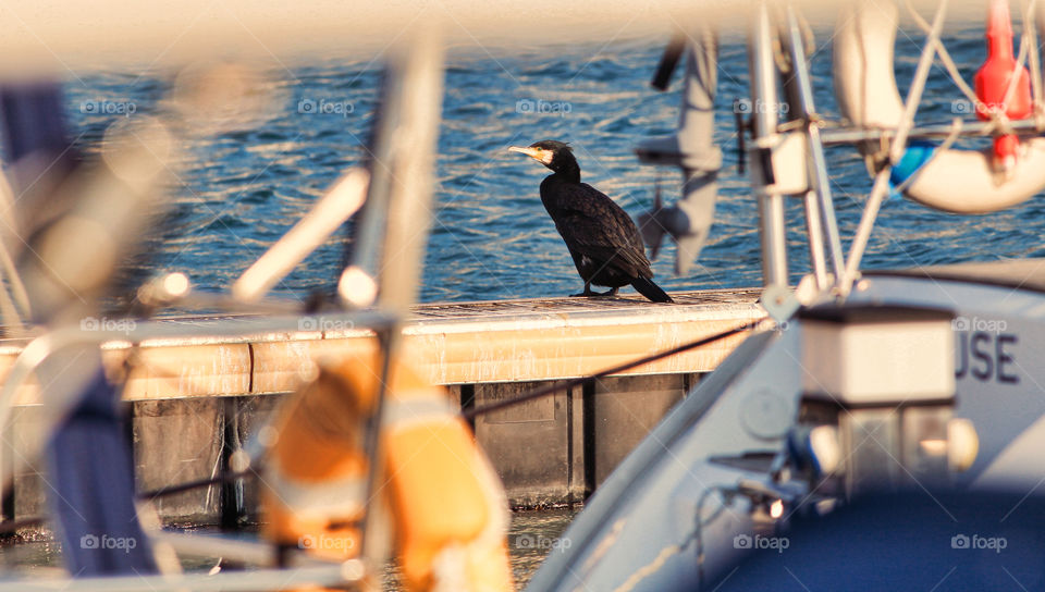 black bird on board