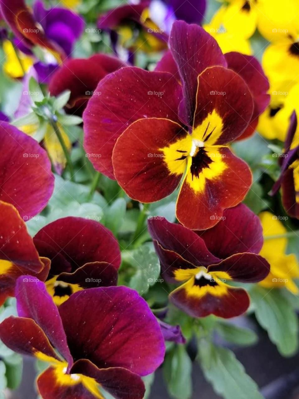 “Magenta represents universal love at its highest level. It promotes compassion, kindness & cooperation. It encourages a sense of self respect and contentment in those who use it.”