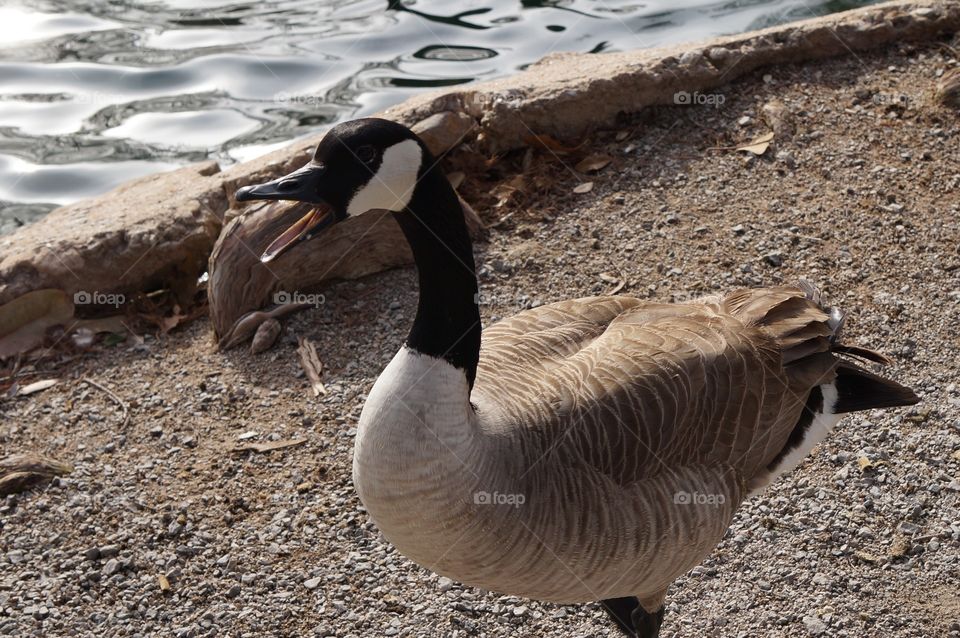 Honk honk. Goose with mouth open wide