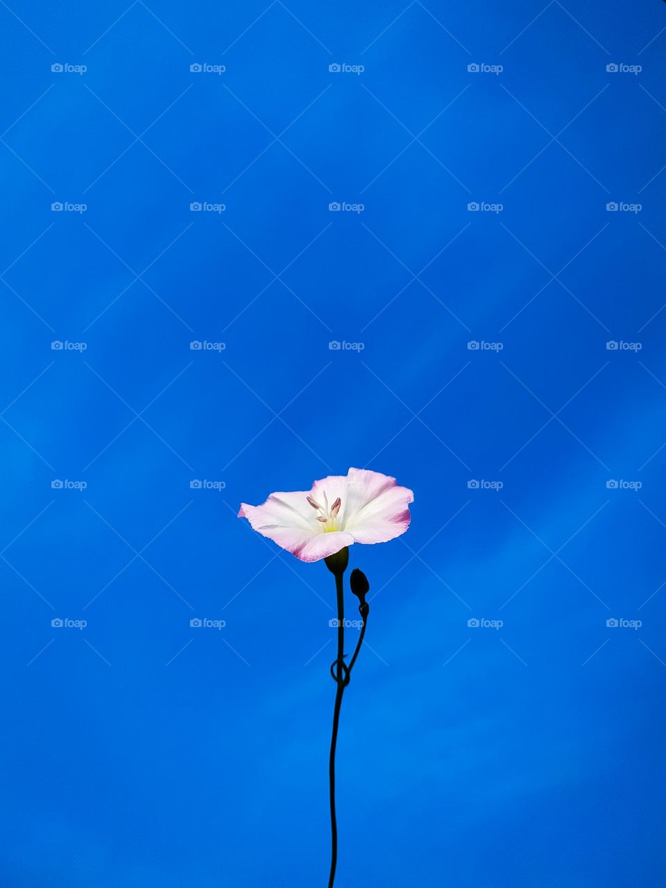 A closeup shot of a bindweed flower on a sky background
