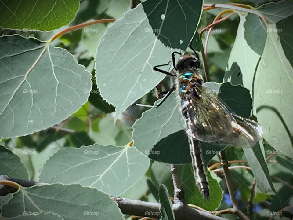 Closeup of a dragonfly. 