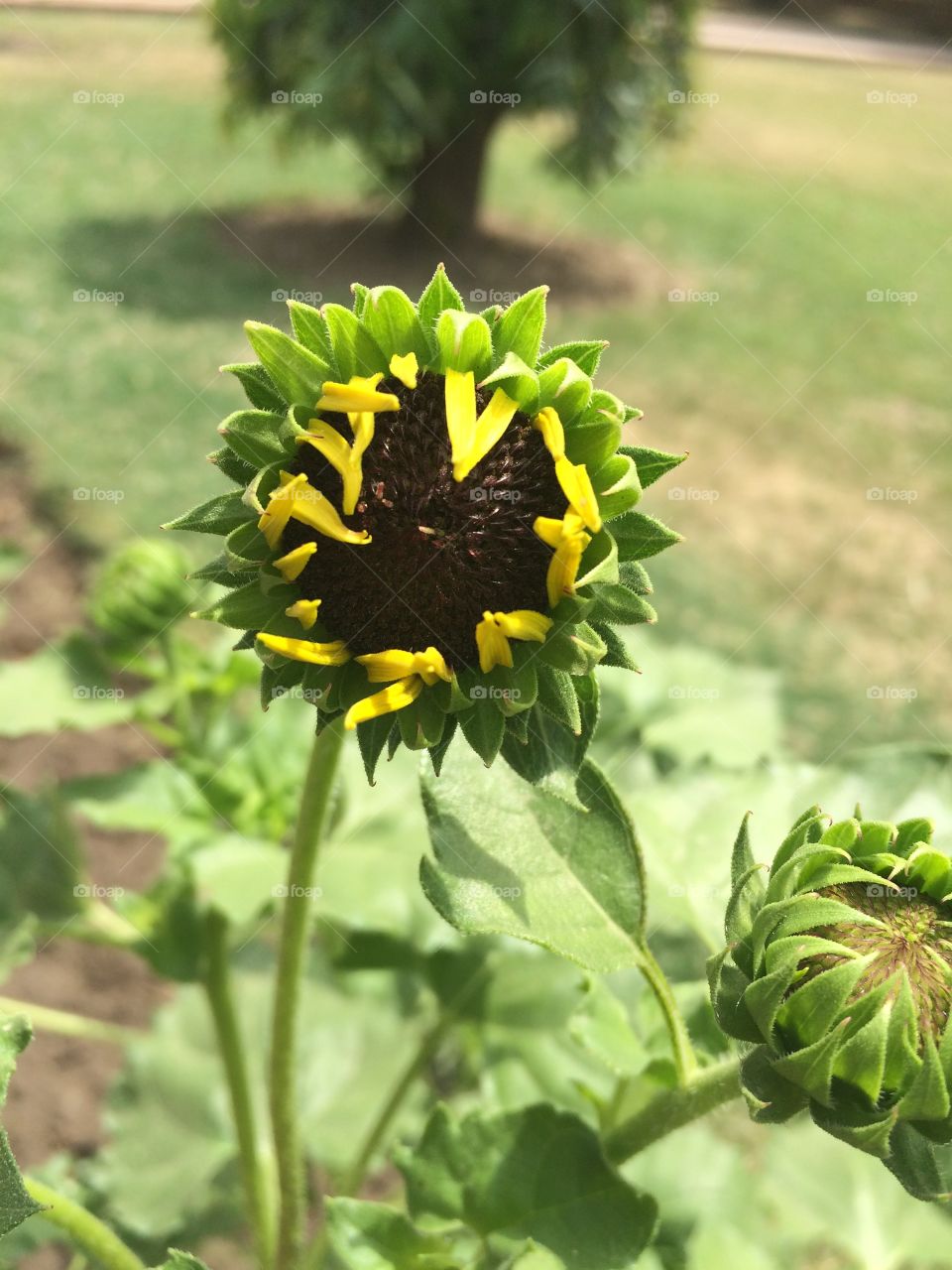 #flower #sunflower