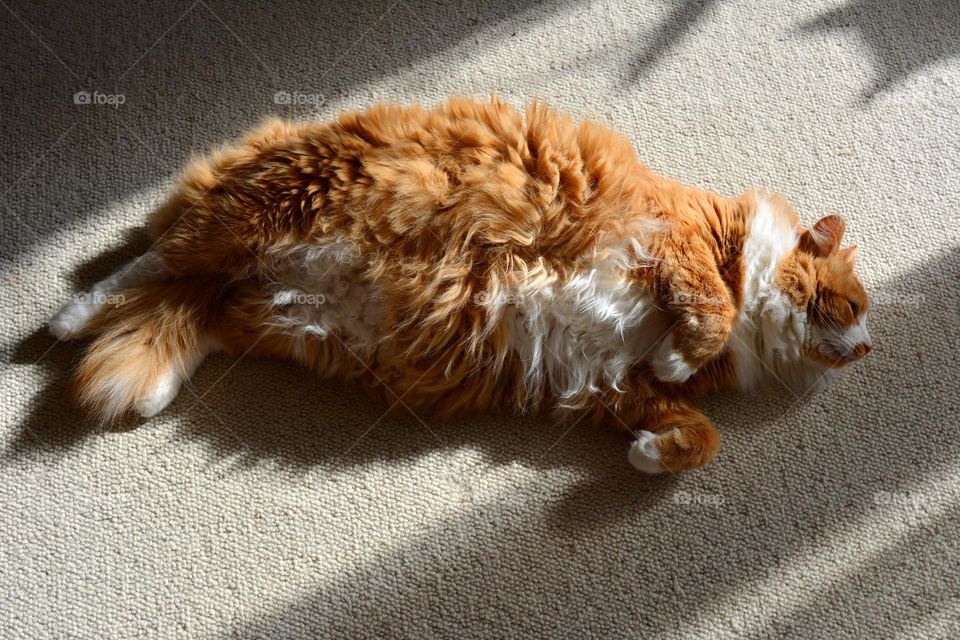 cat beautiful portrait relaxing and sleeping home in sunlight and shadows top view