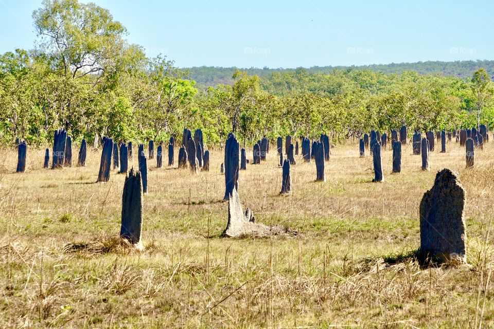 Magnetic Termite mounds