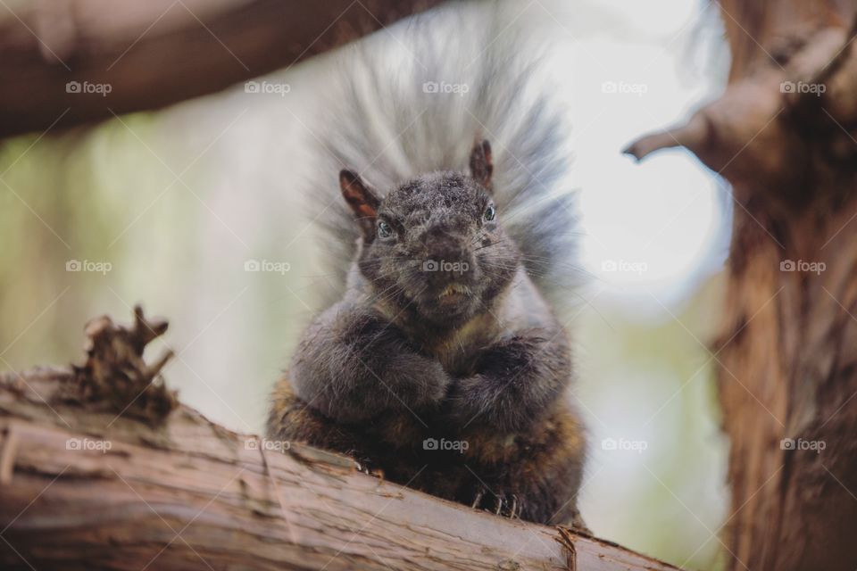 A cute squirrel in a tree