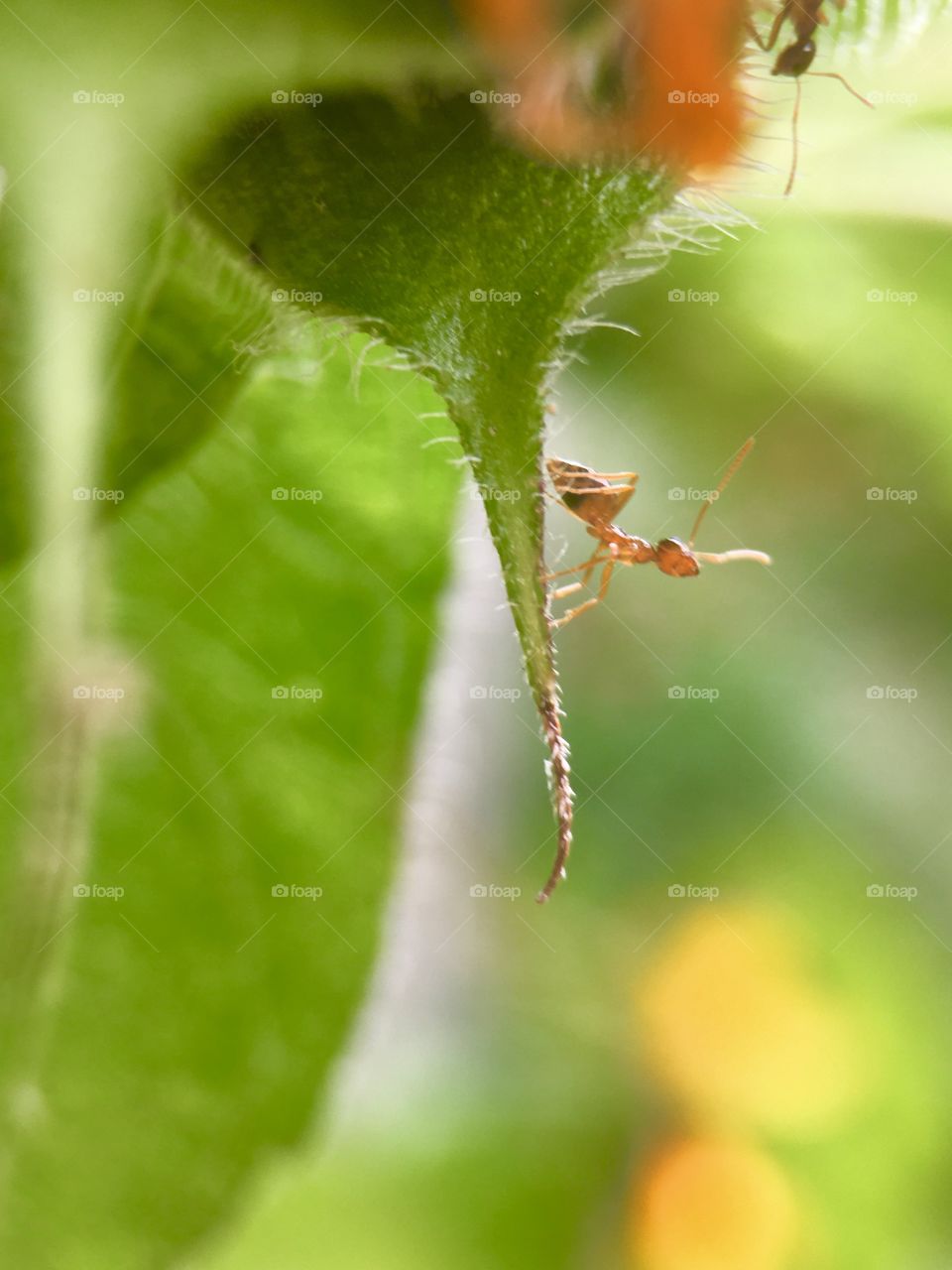 Ant looking for food