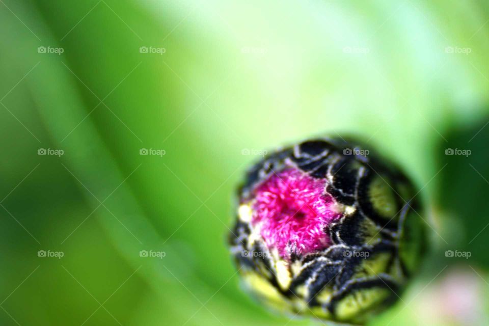Flower bud, ready to bloom