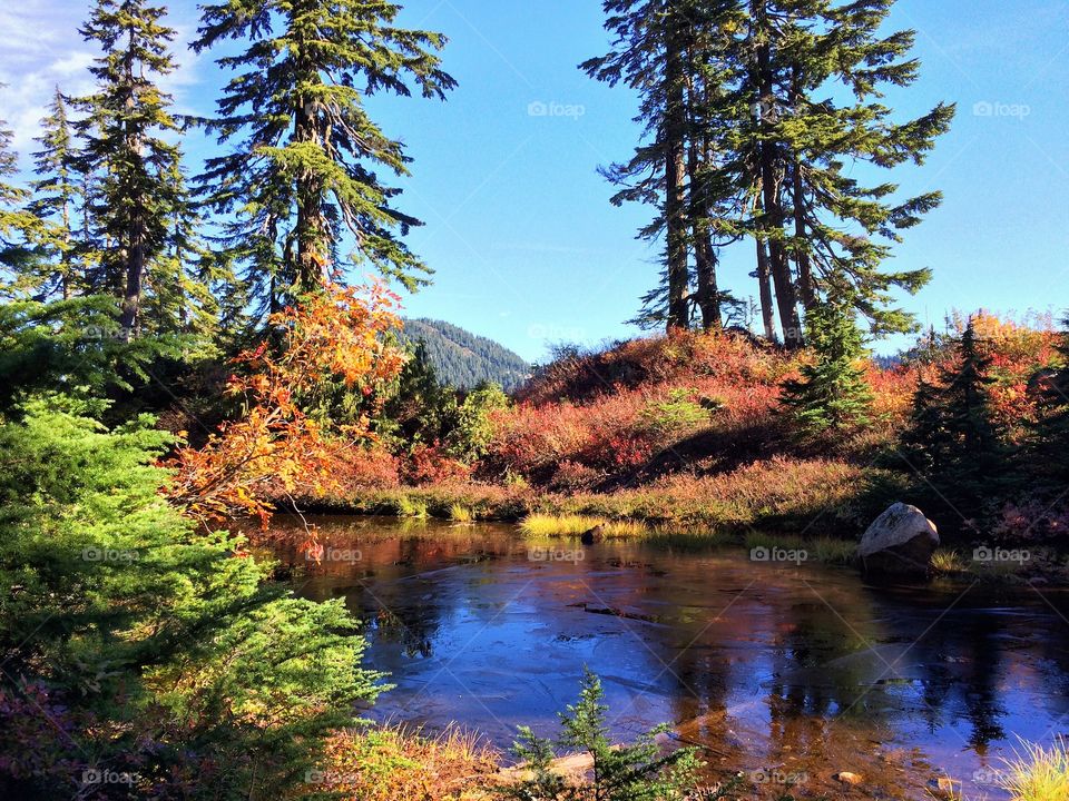 Gorgeous Fall colours starting to emerge along the forest trails, high in the mountains of beautiful British Columbia, Canada.
