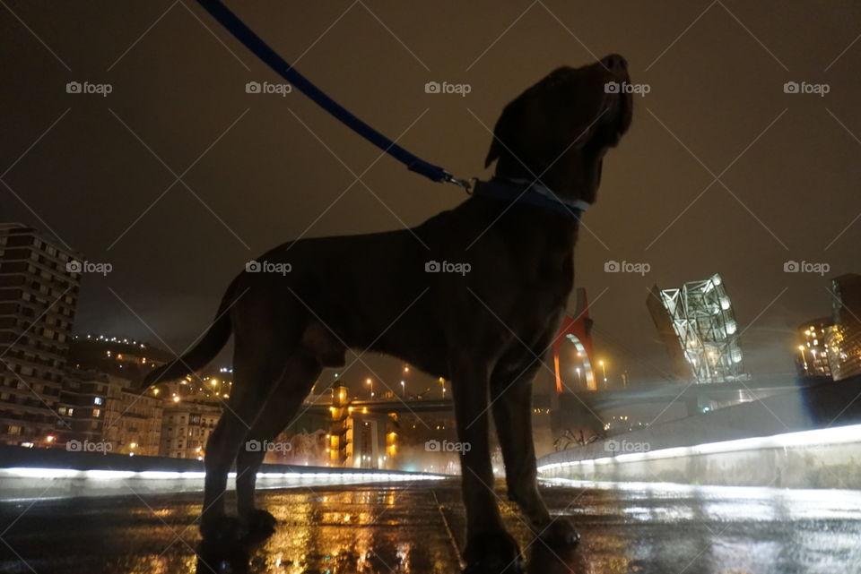 City#bridge#smoke#lights#night#sky#dog