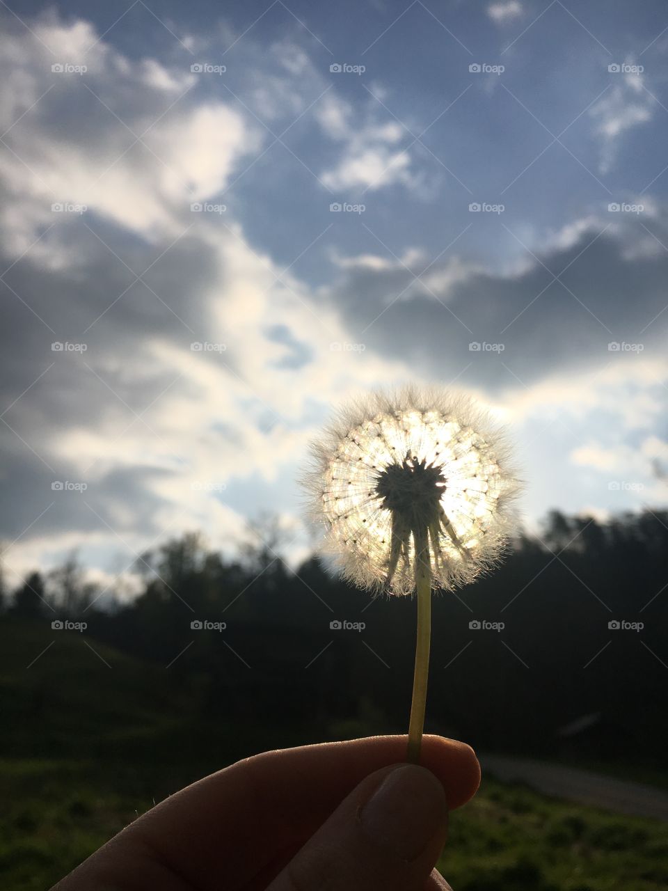 I was mowing this morning and the sky was absolutely gorgeous! Here’s a dandelion to brighten your day!