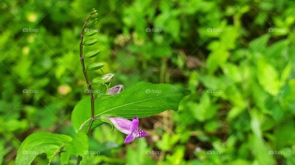 A Violet Flower