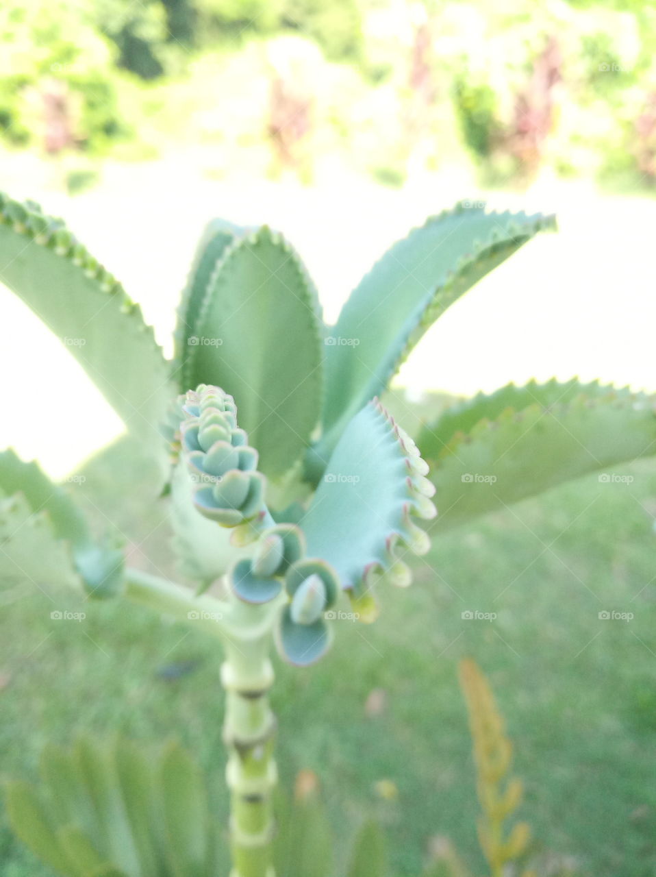 close up plant on leaf
