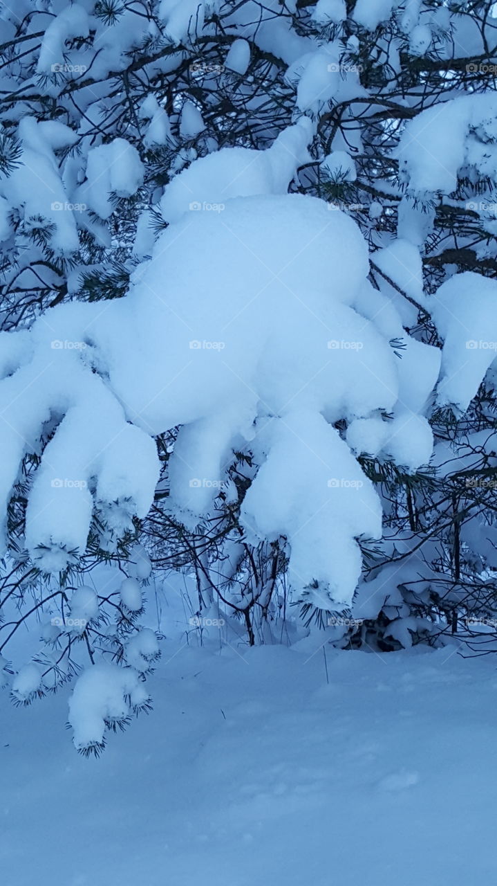 lots of snow on tree.