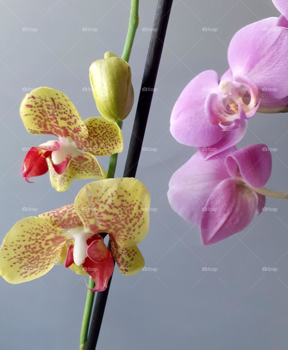 my favorite orchids