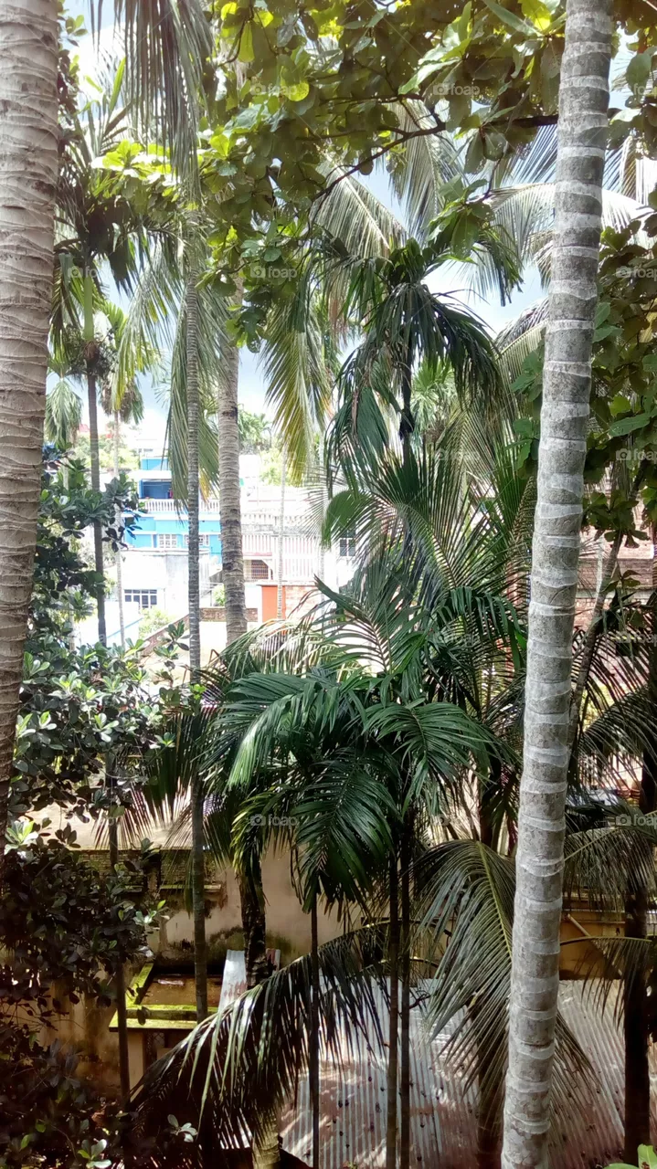 palm