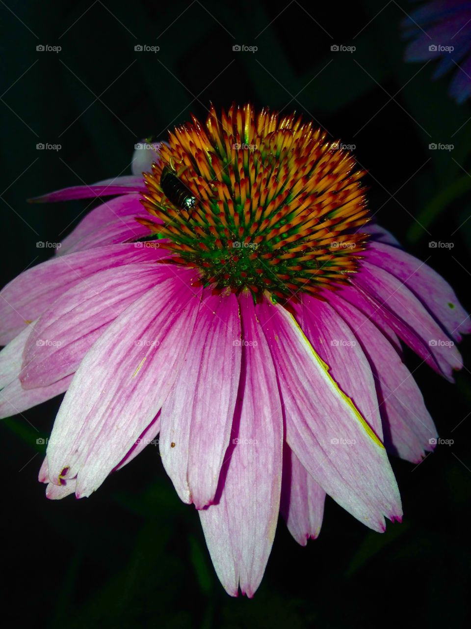 Coneflower Pink, Dark In Back. Simple photo of a pink coneflower taken when the sun had set.