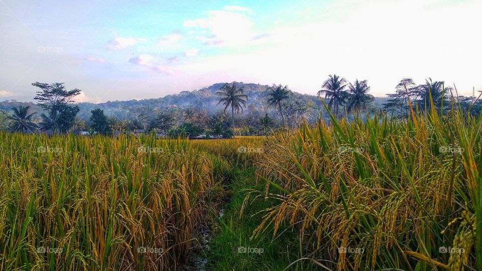 View of rice fields ready to be harvested