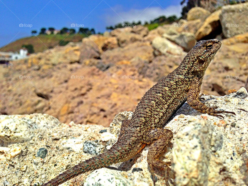animal lizard malibu ca by itsAus