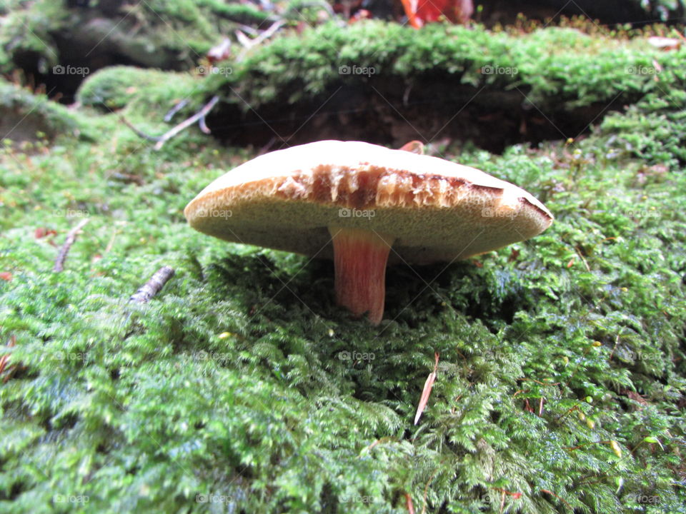 Growing on a tree