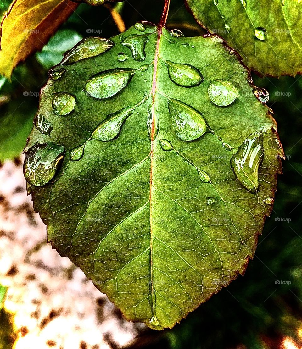 Green leaf with rain drops 