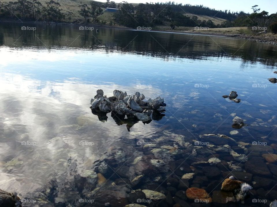 oysters at low tide
