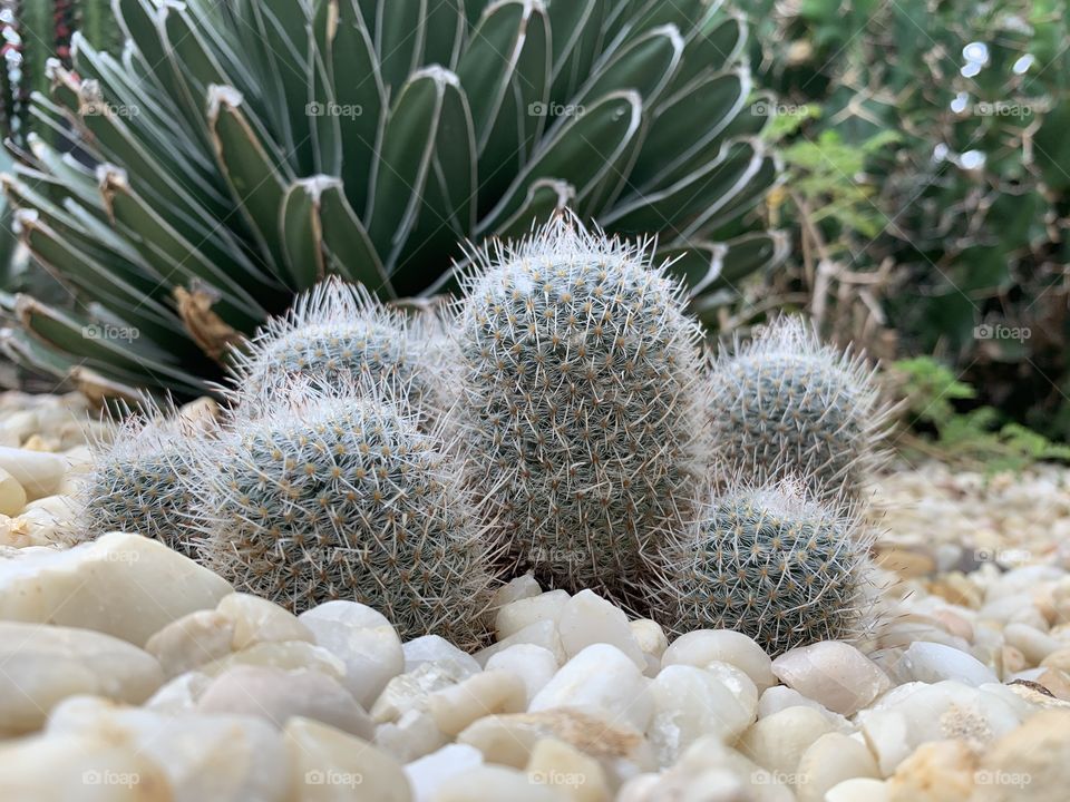 Multiple green cacti resting on a bed of pebbles