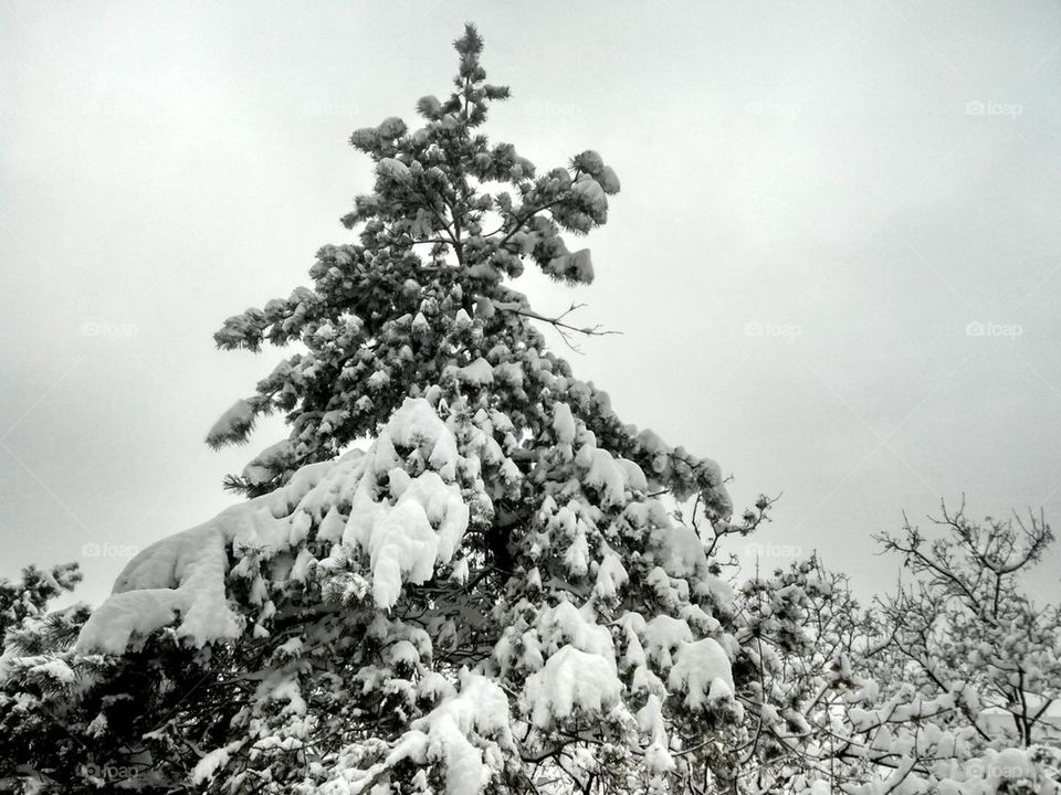 snow tree 