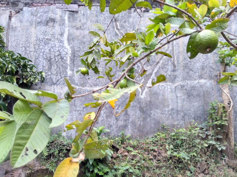 this is a picture of the plant of guava fruit