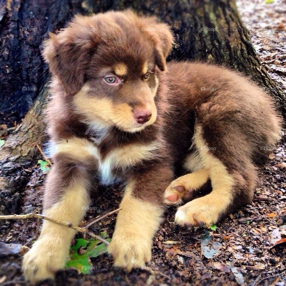 Aussie pup