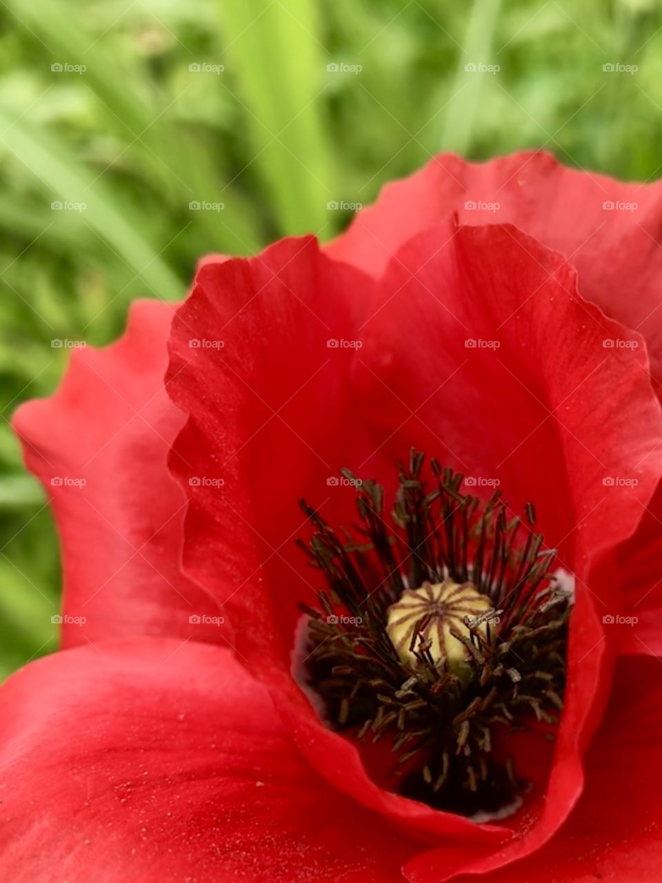 Close up of a red poppy