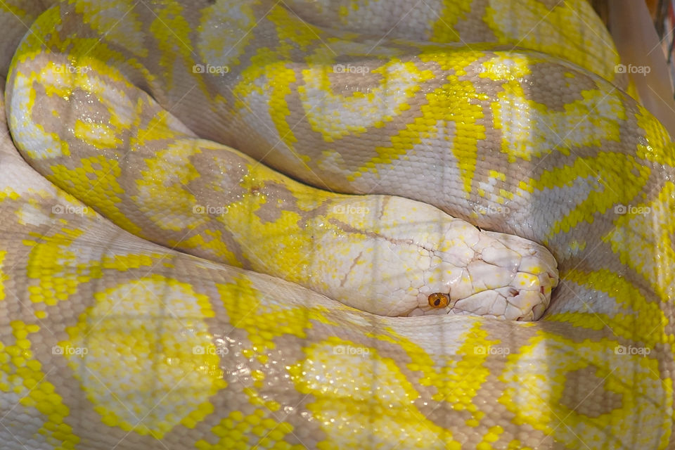 Yellow Burmese Python peeking out it's head.