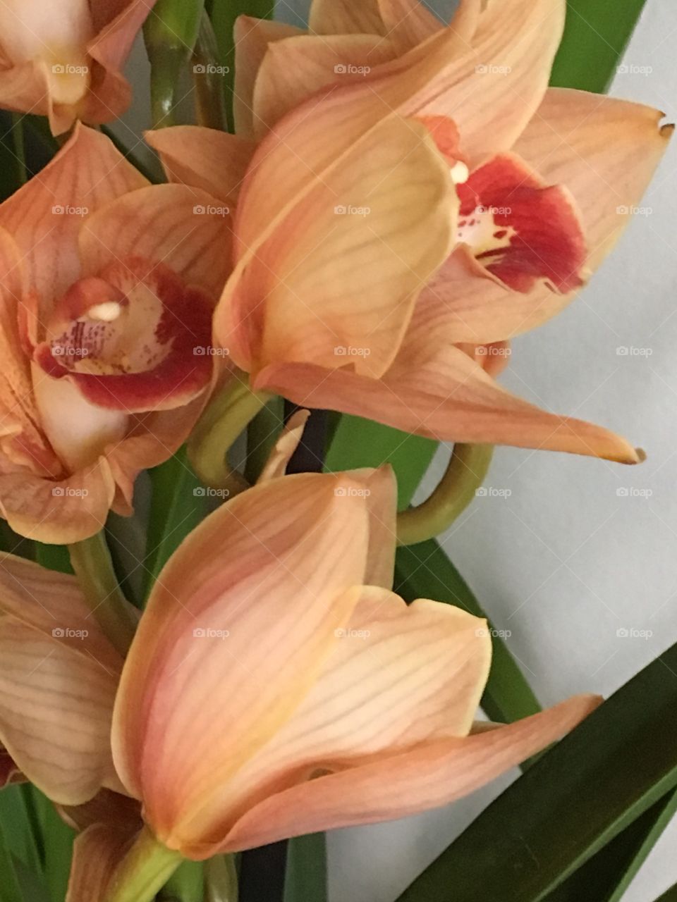 Sweet fragrant orange Orchids