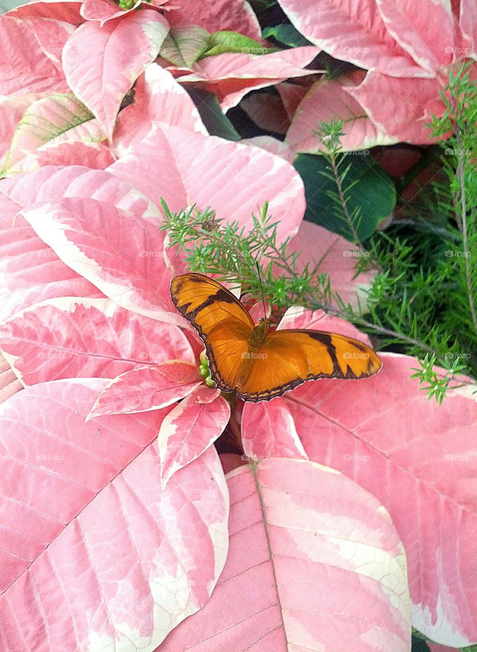 Pink Poinsettias with Butterfly