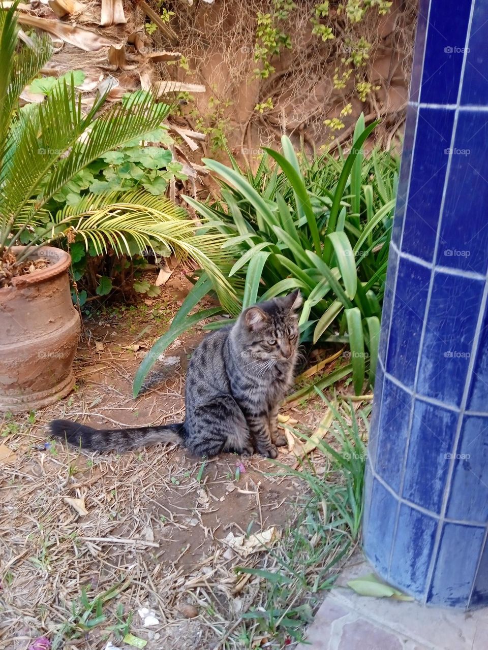 Green eyes, Adorable cat, Amazing place