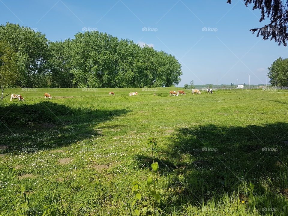 cows on meadow, pasture