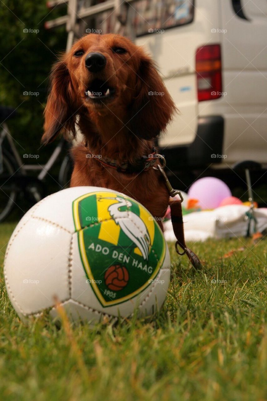 Barking against the ball