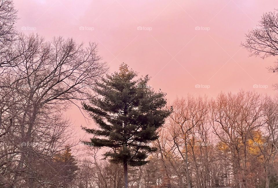 A full, lush evergreen tree stands proudly and bold in the center of a quiet landscape, with its deep green needles creating a striking contrast against the surrounding bare trees and muted red sky.