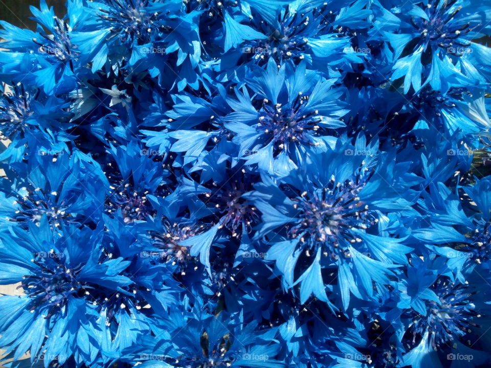 Cornflowers blue background