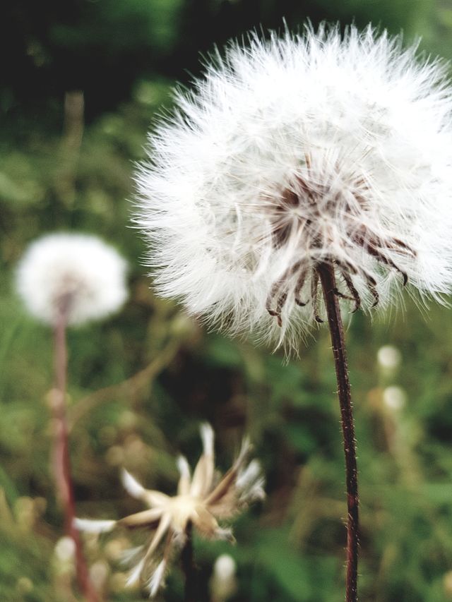 Field Flower