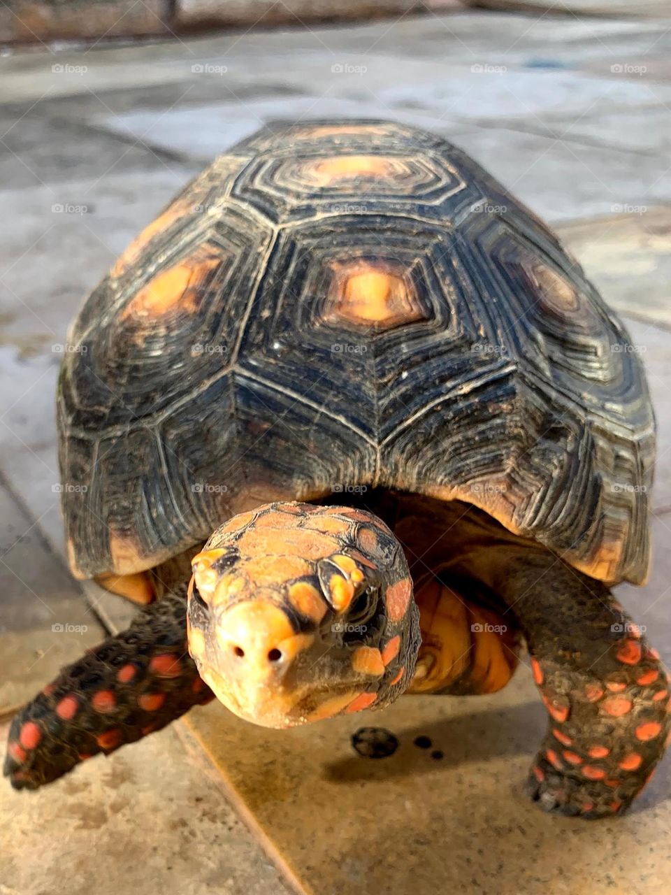 close up of a turtle