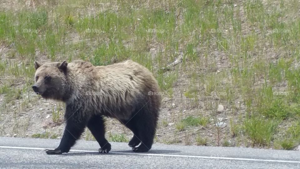 Bear Crossing a Road