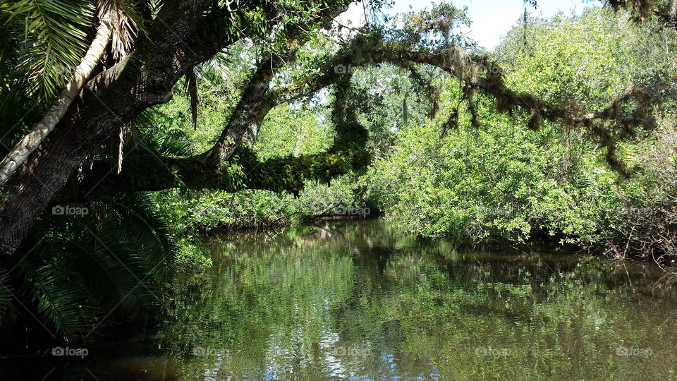Florida river. stroll through a park in Ft Myers