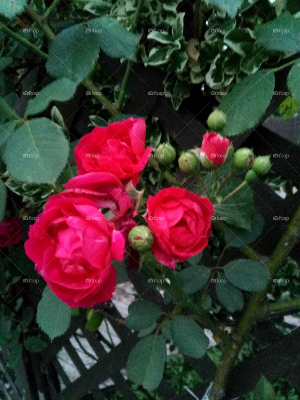 Budding Roses